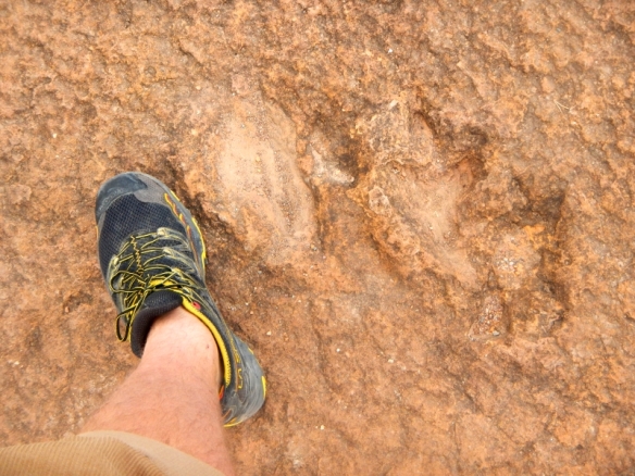 dinosaur footprint.